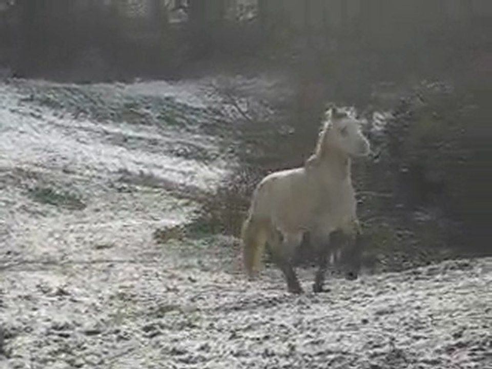 Poney dans la neige