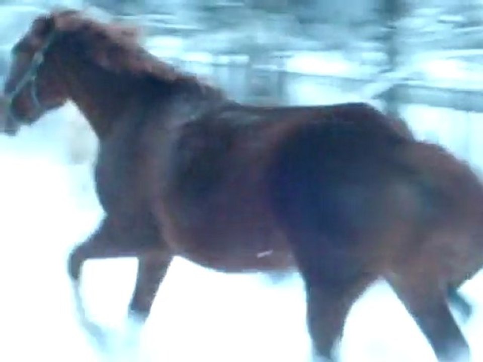 une partie  du  troupeau  au  galop