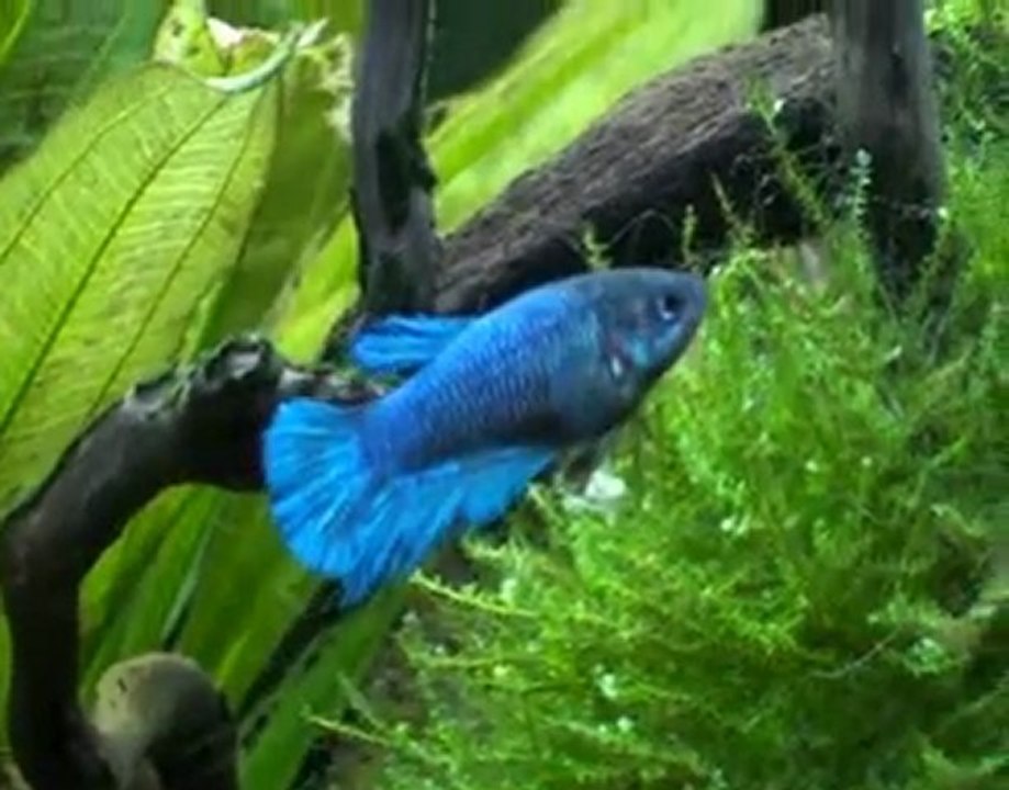 Hiérarchisation Betta smaragdina/Betta splendens 120L.