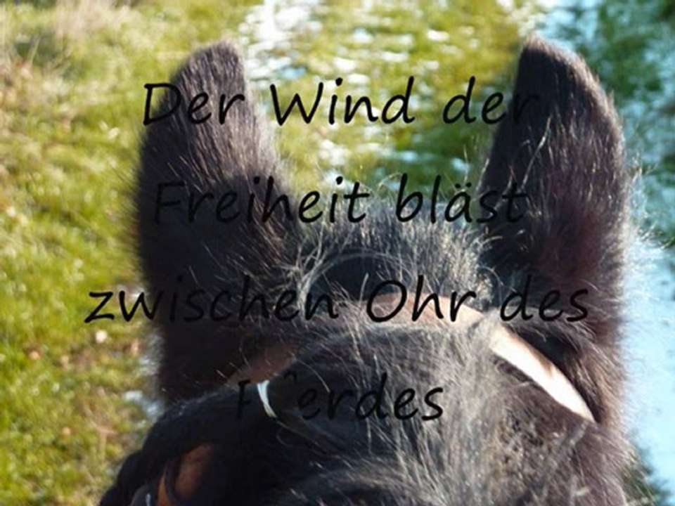 Mes loulou sous la neige