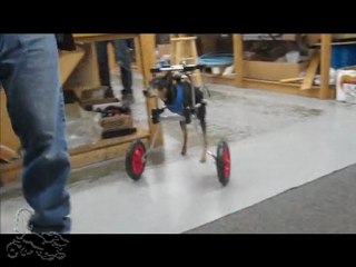 Miniature Pinscher "Jacob" With Tetanus in Dog Wheelchair