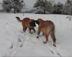 Leonbergs et La neige