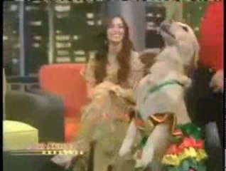Salsa Dancing Dog - Paw Nation