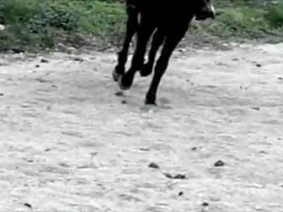 vidéo à haute vitesse pour observer la locomotion du cheval