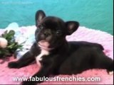 french bulldogs california