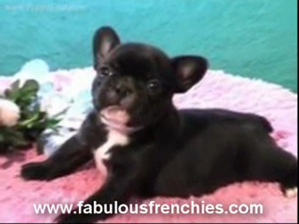 french bulldogs california