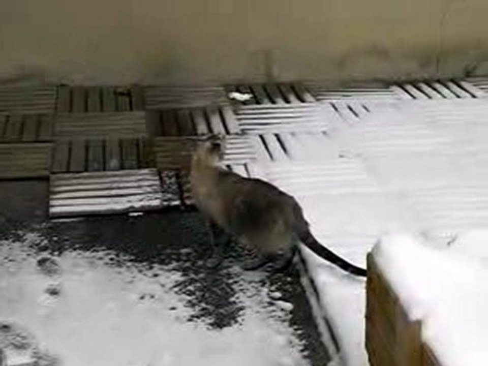 Dans la neige !