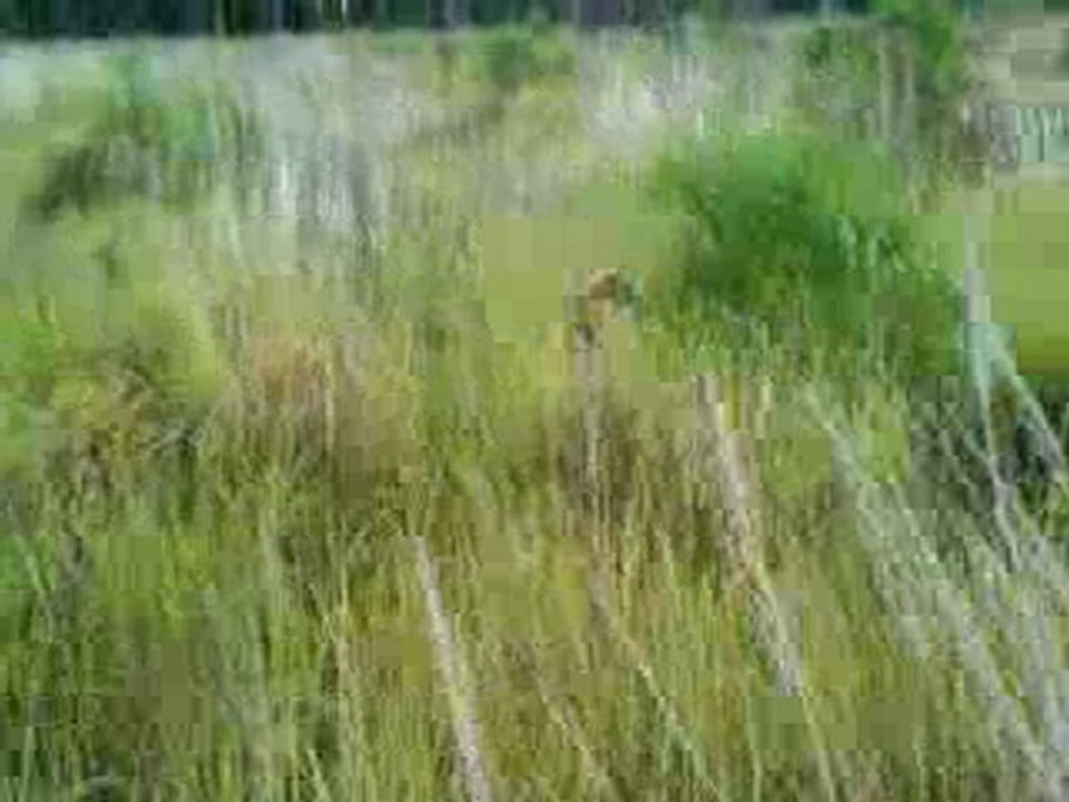 chasse : épagneul breton arrèt sur faisan .