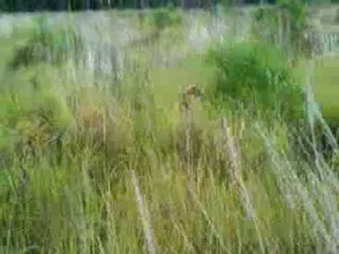 chasse : épagneul breton arrèt sur faisan .