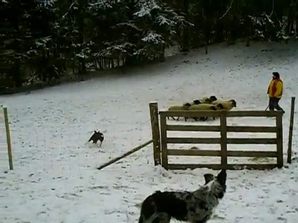 Et caetera à véronique journée troupeau du 20-12-2009