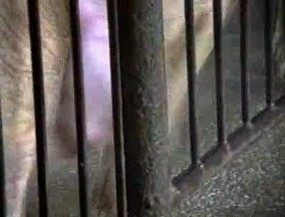 Boxa de isolare (Ateliers Varan)