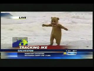 Un ours se ballade pendant le passage de l'ouragan Ike