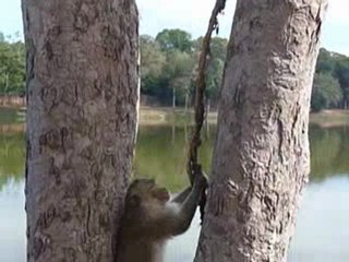 Siem reap Descente d'un singe de l'arbre