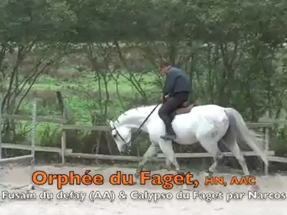 Mon cousin Orphée du faget (HN) 07-10-09