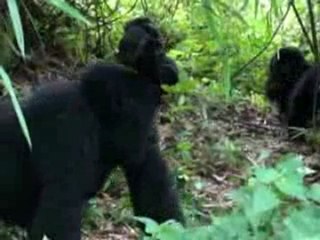 Les gorilles de Virunga