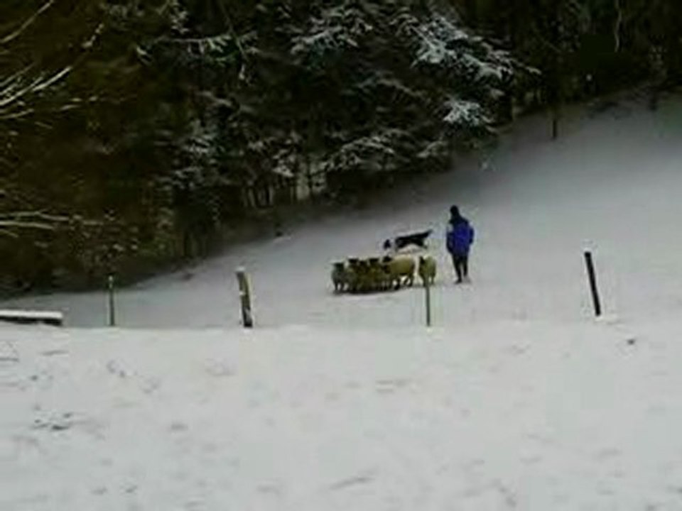 gaemeboy journée troupeau du 20-12-2009