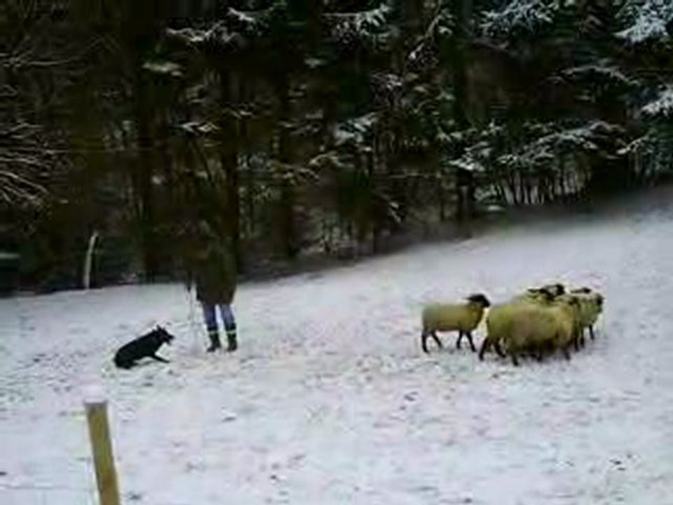 Goya journée troupeau du 20-12-2009