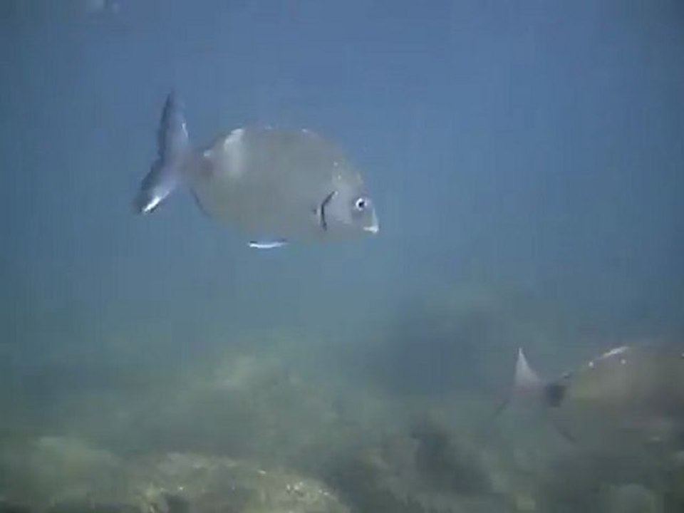 Sars chasse sous marine apnée