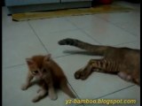 Video very funny cats