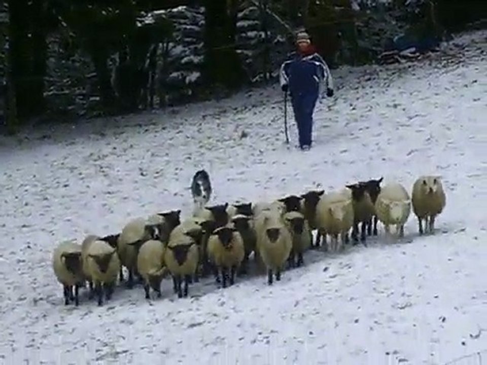 Dixie journée troupeau du 20-12-2009