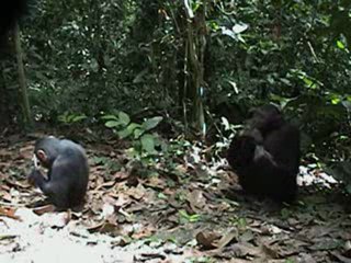 La pêche aux termites des chimpanzés