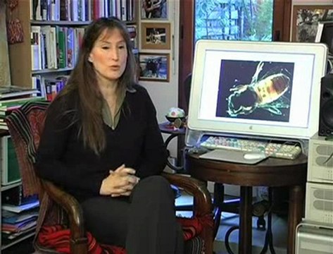 Disparition des abeilles: la fin d'un mystère