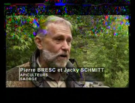 Disparition des abeilles: la fin d'un mystère (extraits)