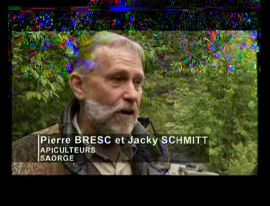 Disparition des abeilles: la fin d'un mystère (extraits)