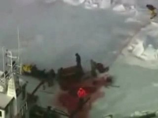 Polémique sur la chasse aux phoques (vidéo)