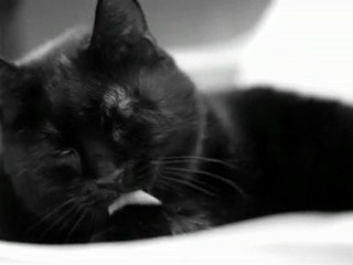 Video test 5D Mark II