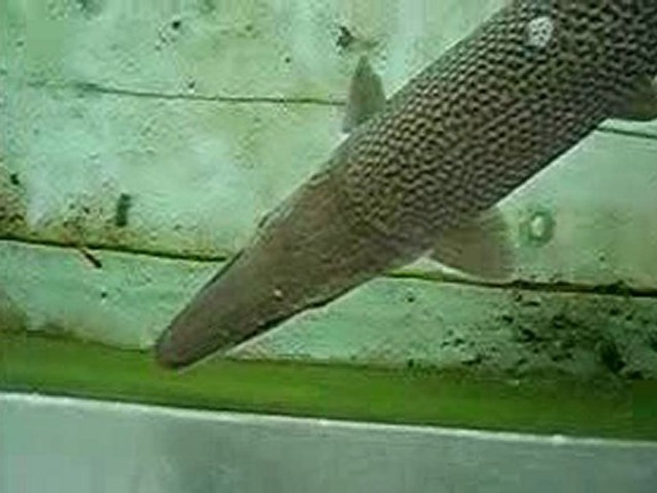 Pattaya alligator