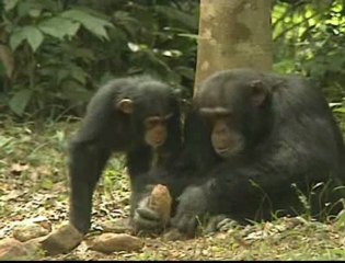 Les chimpanzés de Bossou