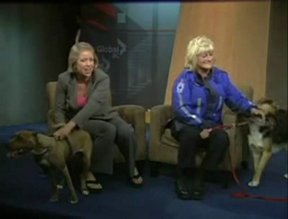 Une présentatrice victime d'un chien trop affectueux