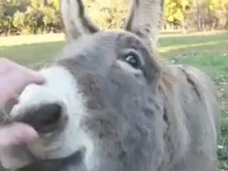 La Grande Bastide, novembre 2009