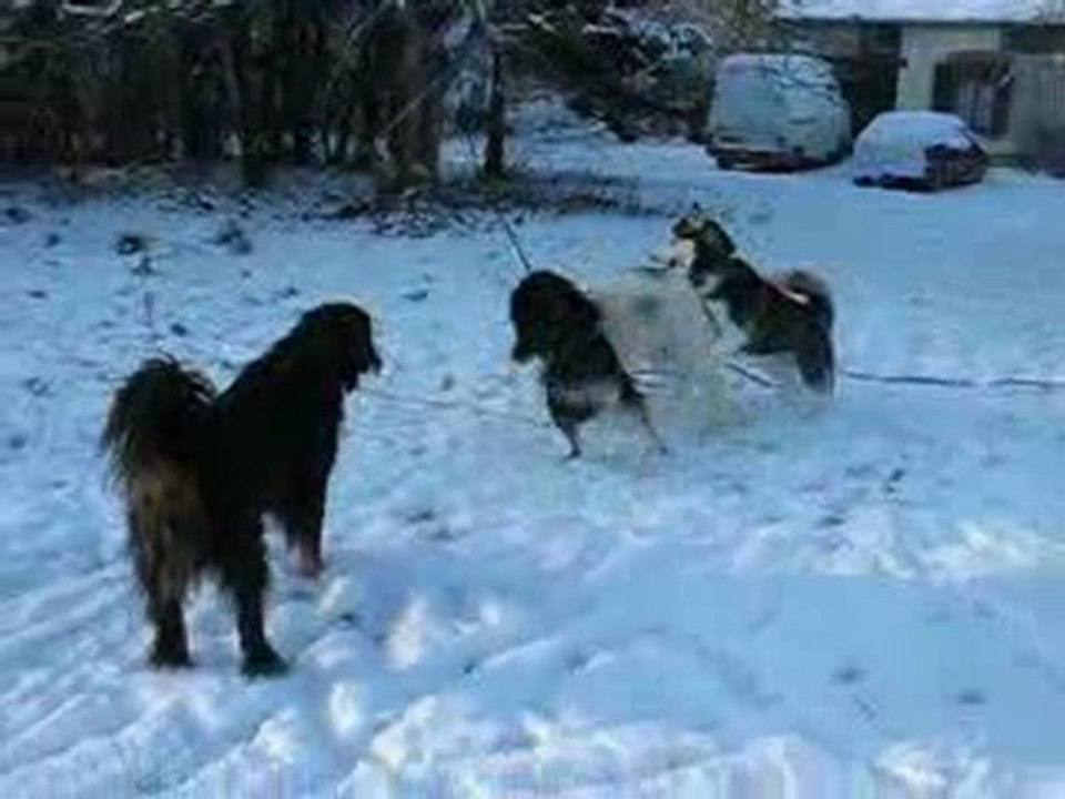 LES CHIENS DANS LA NEIGE