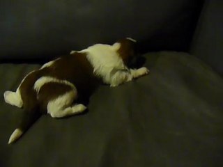 bébé Shuh-Tzu 10 jours