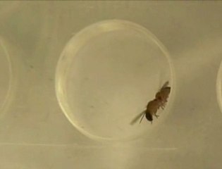 Sexualité débridée chez les mouches