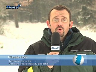 Tempête de 1999, dix ans après... (Alsace)