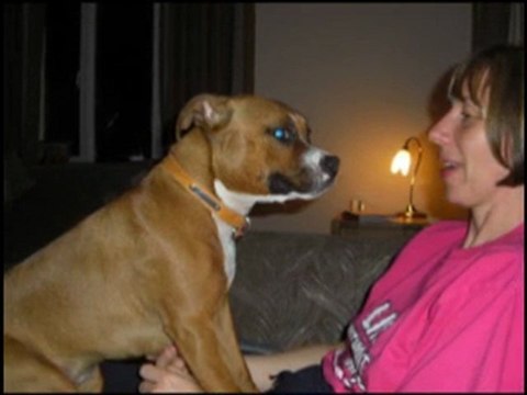 Staffordshire Bull Terrier Puppies