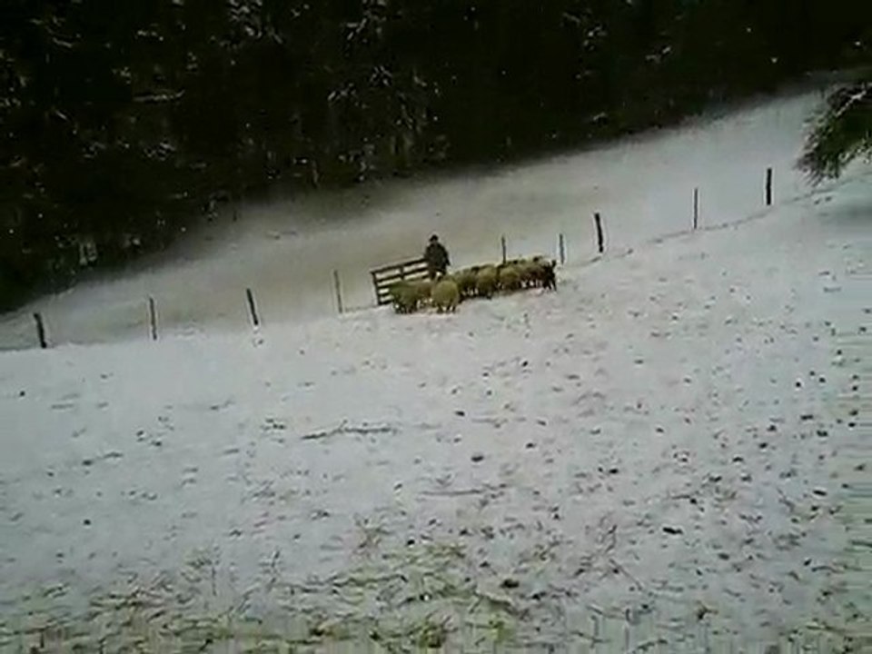 goya 2ème passage journée troupeau du 20-12-2009