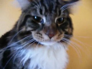 Elrond qui n'aime pas le cocker lavé!