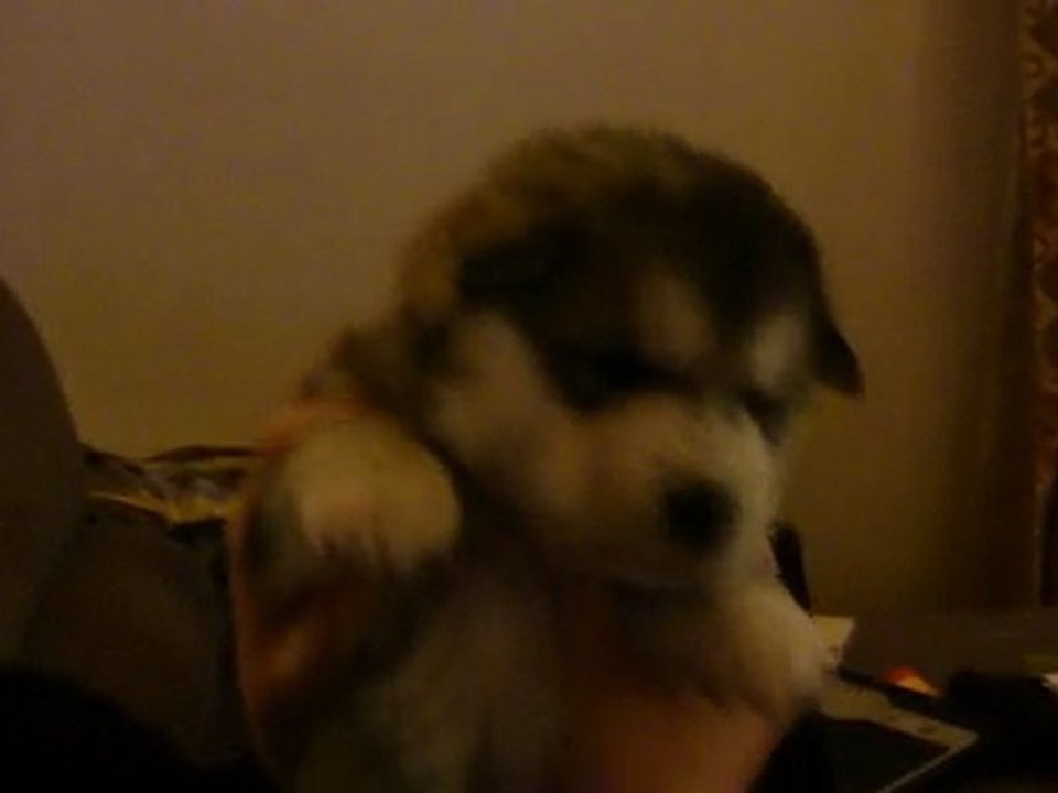 Shish-Inday, mon petit male