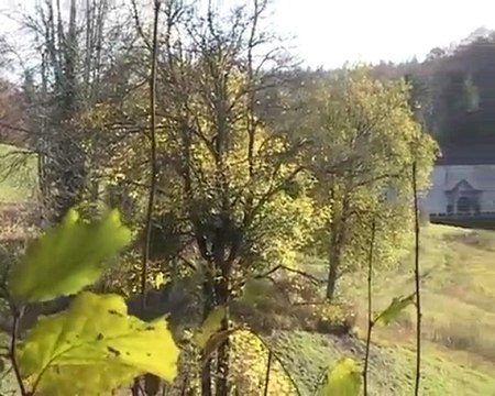 les chiens de grande vénerie