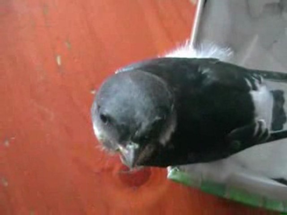 PETIT MARTINET