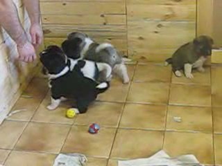 bébé Anouk et Coumaï 5 semaines