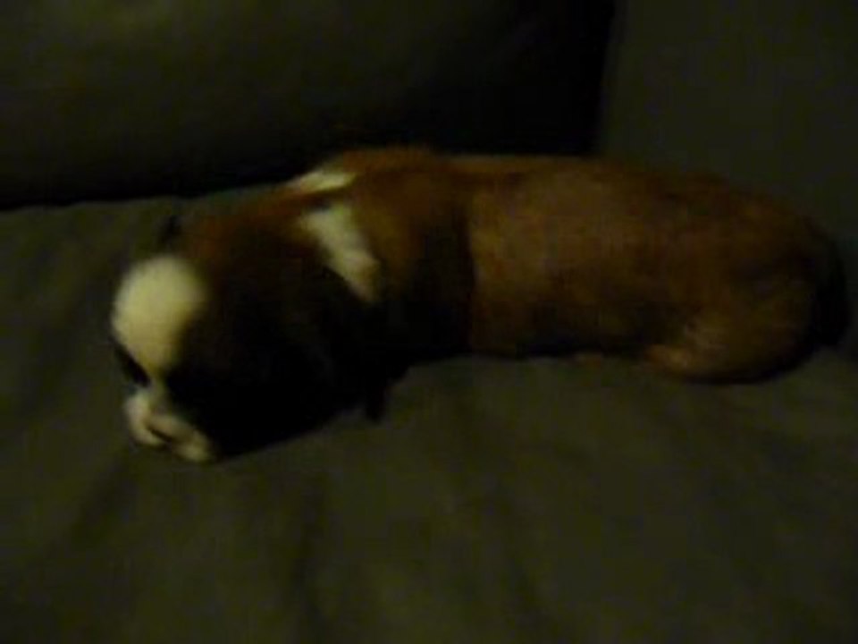 Elfy