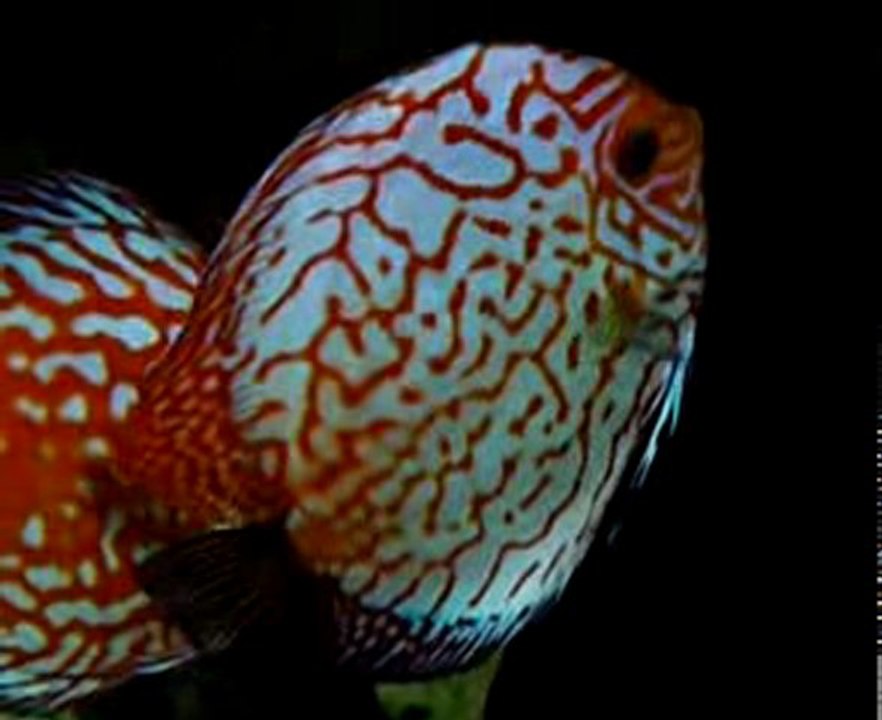 Ponte discus