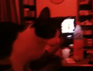 Les Animaux Sont Fou