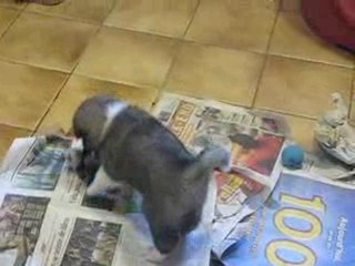 bébé Anouk et Coumaï 5 semaines