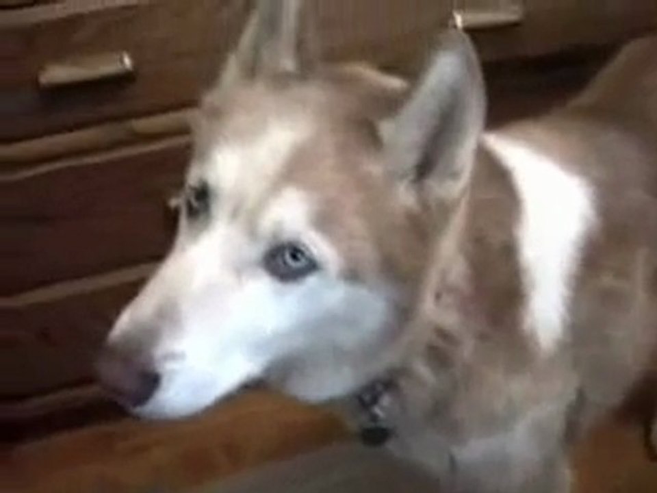 * Des Chiens et des Chats qui parlent ....trop mimi *